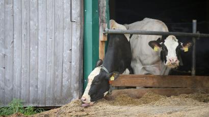 Bild: Karl-Josef Hildenbrand/dpa
Im Allgäuer Tierschutzskandal stehen zum zweiten Mal Landwirte eines großen Milchviehbetriebs vor Gericht. (Symbolbild)