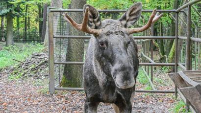 Bild: Jason Tschepljakow/dpa
Nach Tagen im Schwarzwald wurde Elch Erwin wieder ins den Wildpark nach Pforzheim zurückgebracht. (Archivbild)