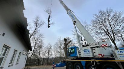 Bild: Gabi Schönberger
Mit einem Autokran werden die astbruchgefährdeten und damit unsicheren Pappeln bei der DJK Neustadt Stück für Stück gefällt und auf den Boden gelegt.