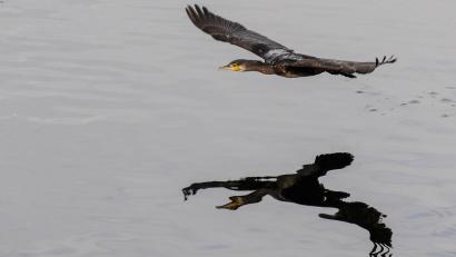 Bild: Felix Kästle/dpa
Gut ein halbes Kilogramm Fisch kann ein Kormoran Experten zufolge am Tag verspeisen. (Archivbild)