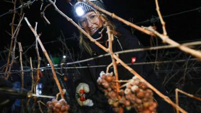 Bild: Daniel Löb/dpa
Seit etwa 230 Jahren werden in Franken Eisweine hergestellt.