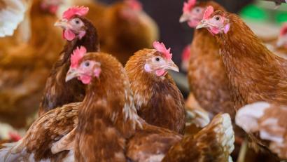 Bild: Julian Stratenschulte/dpa
Ein mit dem Vogelgrippevirus H5N5 infizierter Mensch ist in den USA gestorben. (Symbolbild)