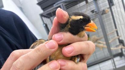 Bild: -/Bayerische Kontrollbehörde für Lebensmittelsicherheit und Veterinärwesen/dpa
Insgesamt wurden sieben Singvögel im Gepäck der Reisenden entdeckt.