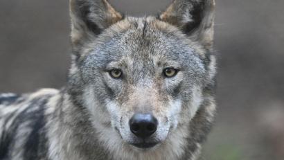 Symbolbild: Arne Dedert/dpa
Weil ein Wolf erschossen ist, setzt der LBV nun eine Belohnung für Hinweise aus.