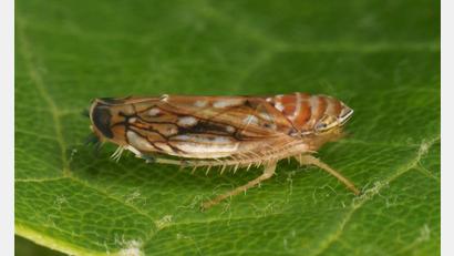 Bild: Olaf Zimmermann/Landwirtschaftliches Technologiezentrum Augustenberg /dpa
Die Amerikanische Rebzikade überträgt die Krankheit.