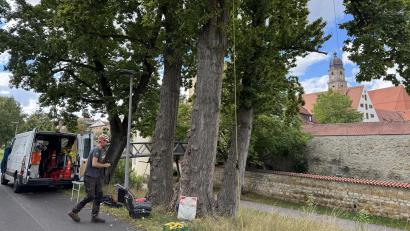 Bild: Heike Unger
Die große Pappel (Bildmitte) wird zuerst gründlich untersucht, vermessen und mit Sensoren bestückt. Danach bekommt sie ein Stahlseil umgelegt, an dem jenseits des Stadtgrabens, im Hof des Amtsgerichts (rechts hinter der Mauer), ein Traktor zieht - das ist der Zugtest.