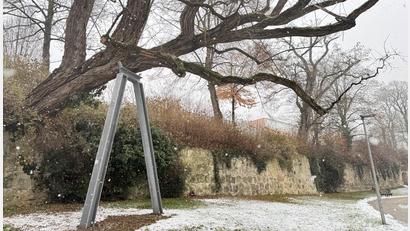 Bild: Heike Unger
In Amberg ein ungewohnter Anblick: Im Stadtgraben hat eine stattliche Robinie eine große Stütze aus Stahlträgern bekommen. Der Baum ist schon sehr alt, aber an sich kerngesund - nur er neigte sich gefährlich weit zur Seite, in Richtung Fußweg.