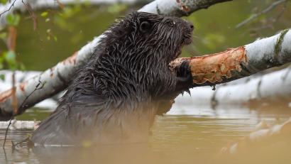 Bild: Patrick Pleul/dpa-Zentralbild/dpa
Mit der Untersuchung gibt es Klarheit über die Hintergründe. (Symbolbild)