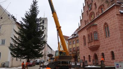 Bild: mfh
Noch eine 180-Grad-Drehung des Krans, dann schwebt der Baum vor dem Rathaus.