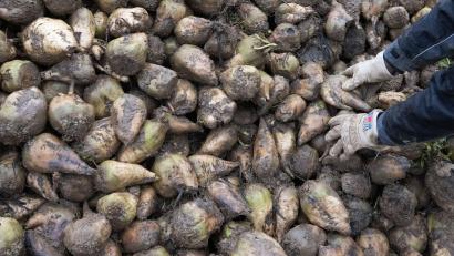 Bild: Marijan Murat/dpa
In Bayern sind die Zuckerrübenfelder für diese Saison vielerorts bereits abgeerntet. (Archivbild)