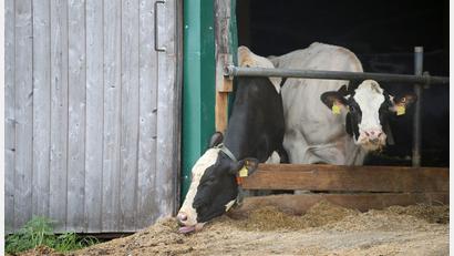 Bild: Karl-Josef Hildenbrand/dpa
Immer wieder kommt es in Bayern zu Tierschutzskandalen. Dies hat im Laufe der Zeit zu wachsenden Zweifeln am bayerischen Kontrollsystem geführt. (Illustration)