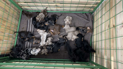 Bild: Grenzpolizeiinspektion Waidhaus
24 Hundewelpen entdeckte die Grenzpolizei Waidhaus bei einer Pkw-Kontrolle auf der A 6.