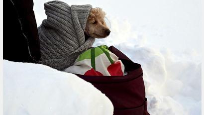 Bild: Vesa Moilanen/Lehtikuva/dpa
Tierischer Zuschauer beim Ski-Weltcup -in eine Decke eingewickelter Hund wartet an der Strecke der Langläufer.