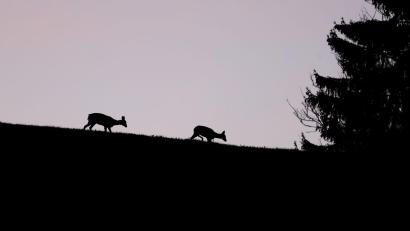 Symbolbild: Karl-Josef Hildenbrand/dpa
Ein verendetes Reh, das nach einem Wildunfall an der Kreisstraße TIR 14 bereitlag, wurde gestohlen. Die Polizei ermittelt wegen Jagdwilderei.