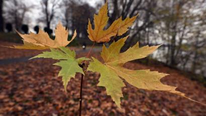 Bild: Federico Gambarini/dpa
Der Deutsche Wetterdienst gibt seine Bilanz für den Herbst bekannt. (Symbolbild)
