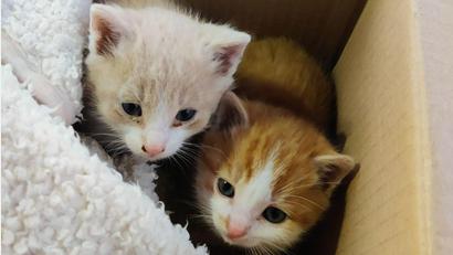 Bild: -/Polizeiinspektion Trostberg/dpa
Die beiden Kätzchen haben jetzt ein neues Zuhause.