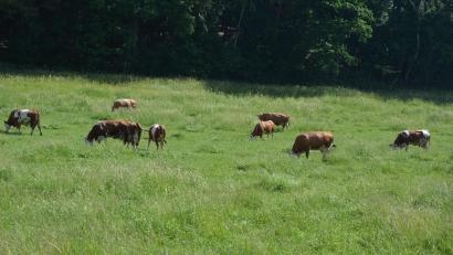 Symbolbild: jr
Grasende Rinder: Nahe Bodenwöhr werden weiter drei Tiere gesucht, aus einer umzäunten Weide ausgebrochen sind.