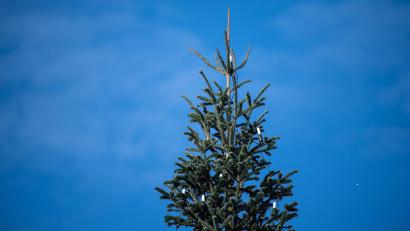 Bild: Melissa Erichsen/dpa
Medienberichten zufolge war der Weihnachtsbaum in Bachhagel 2022 schon einmal umgesägt worden. (Symbolbild)