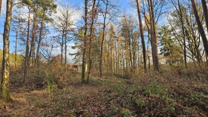 Bild: fz
Im Waldstück oberhalb dem Baugebiet "Am Gießhübl" in Luhe wird der neue Hochbehälter für die Trinkwasserversorgung in den nächsten zwei Jahren errichtet.