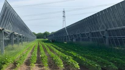 Bild: BRP
So wird die AgriPV-Anlage in Eschenbach aussehen: Landwirtschafte Anbauflächen zwischen den Panelreihen.