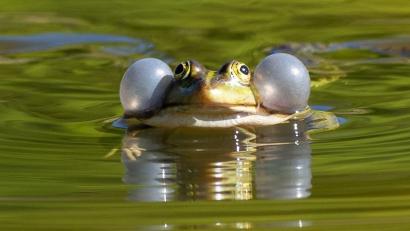Bild: Soeren Stache/dpa-Zentralbild/ZB
Einige Wasserfroscharten könnten künftig besser geschützt werden. (Illustration)