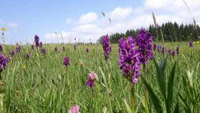 Bild: Naturpark Nördlicher Oberpfälzer Wald
Noch gibt es sie: Wiesen mit wilden Orchideenarten im Naturpark Nördlicher Oberpfälzer Wald.