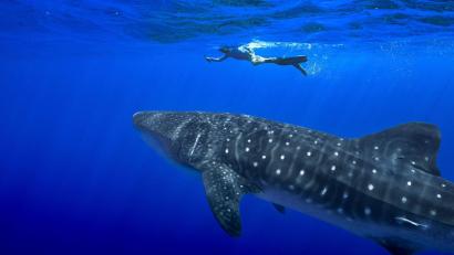 Bild: Flora Tomlinson-Pilley/AP/dpa
Unter anderem für den Wahlhai beschloss die Weltartenkonferenz in Samarkand ein kommerzielles Handelsverbot. (Archivbild)