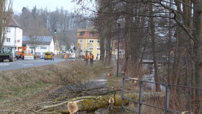 Archivbild: Thorsten Schreiber
Maschinenring-Mitarbeiter hatten Anfang Februar entlang der Mühlbühlstraße in Tirschenreuth acht Pappeln gefällt. Die Bäume waren circa zwölf Meter hoch und etwa 30 Jahre alt. Die Wurzeln hatten den Asphalt angehoben, dadurch entstanden Risse und erhebliche Schäden. Die Verkehrssicherheit des Fußwegs war dadurch nicht mehr gegeben.