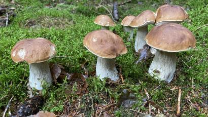 Archivbild: Reinhold Wurm/exb
Speisepilze aus den Wäldern bei Weiden sind 39 Jahre nach der Tschernobyl-Katastrophe unbedenklich.