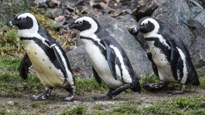 Bild: Kira Hofmann/dpa-Zentralbild/ZB
Brillenpinguine im Tierpark Berlin