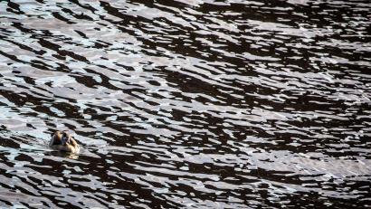 Bild: picture alliance / Frank Rumpenhorst/dpa
Auf dem Main in Unterfranken gab es eine Havarie, bei der Dieselkraftstoff ins Wasser gelaufen ist. (Symbolbild)