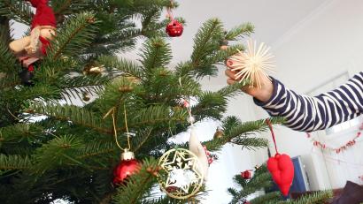 Symbolbild: Bodo Marks/dpa 
Die Lebensdauer eines Christbaums in der Wohnung ist begrenzt: Was kann man tun, dass er möglichst lange durchhält? Händler aus dem Landkreis Tirschenreuth geben Tipps.