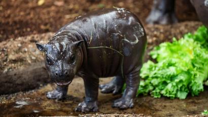 Bild: Christoph Reichwein/dpa
Nachwuchs im Duisburger Zoo: Zwergflusspferd Panya zeigt sich erstmals den Besuchern.