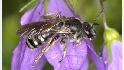Bild: Nabu Baden-Württemberg/dpa
Die Glockenblumen-Schmalbiene ist deutlich kleiner als eine Honigbiene.