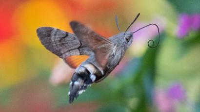 Bild: Boris Roessler/dpa
Taubenschwänzchen überwintern mittlerweile auch in Deutschland. (Archivbild)