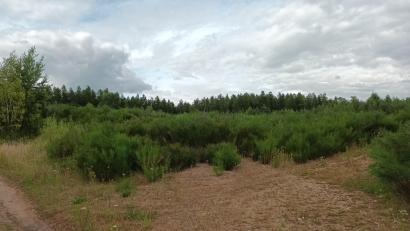 Bild: Bernhard Piegsa
Auf dieser Lichtung im Pressather Bürgerwald soll eine Solarstromanlage entstehen. Den Bebauungsplan beschloss der Stadtrat Anfang Dezember.