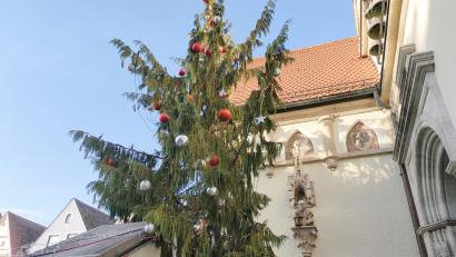 Bild: ald
Die Hängezypresse vor dem Alten Rathaus in Weiden sorgt für Diskussionen in den sozialen Medien.