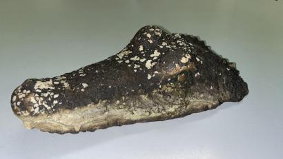 Bild: -/Polizeiinspektion Pfaffenhofen a.d.Ilm/dpa
Eine täuschend echte Krokodil-Attrappe löste am Waldweiher bei Pfaffenhofen einen Polizeieinsatz aus.