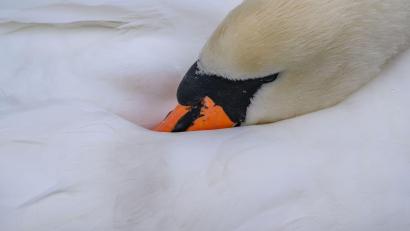 Symbolbild: Patrick Pleul/dpa
Das Landratsamt Tirschenreuth bestätigte einen Fall von Geflügelpest im Landkreis: Ein toter Schwan war nachweislich mit dem H5N1-Erreger infiziert.