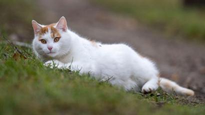 Symbolbild: Monika Skolimowska/dpa-Zentralbild/dpa
In Stulln ist eine Katze durch Rattengift gestorben.