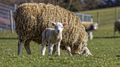 Symbolbild: adobestock.com
Ein Lamm wurde aus einem Stall in Straas gestohlen. Die Polizei sucht nach Hinweisen.