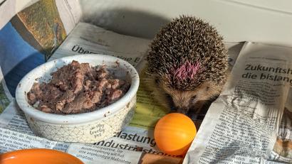 Bild: Petra Hartl
Zwischen Katzenfutter, Spielzeugen und Zeitungspapier dürfen kranke Igel in Schmidmühlen wieder fit werden.