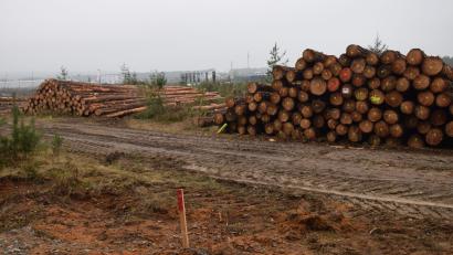 Bild: bö
Die Weiterentwicklung des Gewerbegebietes kann beginnen: Die Rodungsarbeiten für die Erweiterung des Gewerbegebietes Schafhof-Ost sind bereits angelaufen. Erst in den vergangenen Monaten sind die Grundstückverträge unterzeichnet worden.