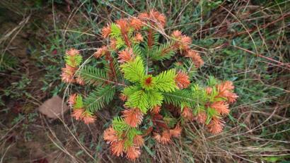 Bild: Karl-Josef Hildenbrand/dpa
Auch an Christbäumen gehen die negativen Folgen von Hitze, Trockenheit und Klimawandel nicht spurlos vorbei. (Illustration)