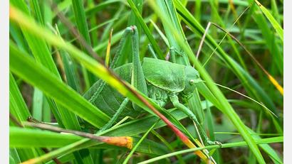 Bild: Fabian Fürbaß/LRA Donau-Ries/dpa
Dieses vom Landratsamt (LRA) Donau-Ries zur Verfügung gestellte Foto zeigt eine sehr seltene Wanstschrecke (Polysarcus denticauda) im Gras. (Handout)