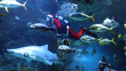 Bild: Rachen Sageamsak/XinHua/dpa
Taucher in Weihnachtsmannkostümen treten in der Sea Life Bangkok Ocean World in Bangkok auf.