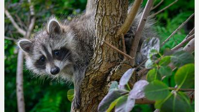 Bild: Patrick Pleul/dpa
Mehr als 9.500 Waschbären wurden in Bayern im vergangenen Jagdjahr geschossen. (Symbolbild)