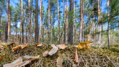 Symbolbild: Monika Skolimowska/dpa
Dem Wald in Bayern und in der Oberpfalz geht es schlecht. Neues Sorgenkind der Förster und Waldbesitzer ist die Kiefer.