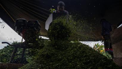 Bild: Edinson Arroyo/dpa
Kolumbien ist der größte Kokainproduzent der Welt. (Archivbild)