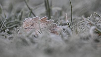 Bild: Marijan Murat/dpa
Vielerorts bleibt es schneefrei an Weihnachten - aber es kann Reif geben.